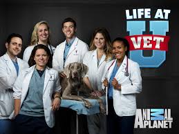 What Are the Most Popular Vet Shows on TV